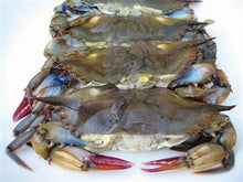 Load image into Gallery viewer, Soft Shell Blue Crab
